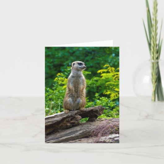Carte de vœux de suricate (Devant)
