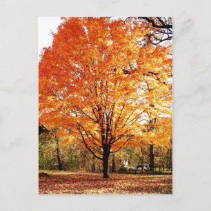 Carte de vœux de Thanksgiving aux feuilles d'érabl