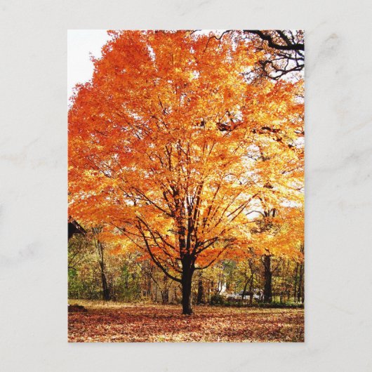 Carte de vœux de Thanksgiving aux feuilles d'érabl (Devant)