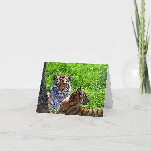 Carte de vœux de tigres de l'Amour (Devant)