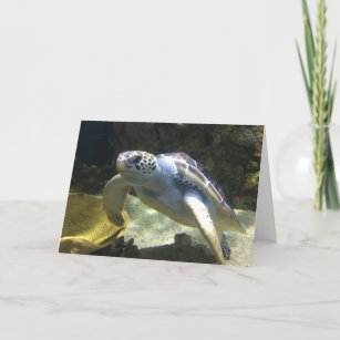 carte de voeux de tortue de mer (blanc à
