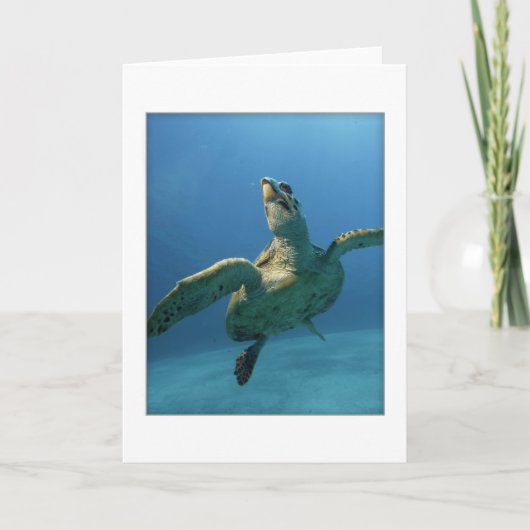 Carte de voeux de tortue de mer verte (Devant)