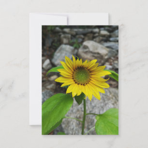 carte de voeux de tournesol