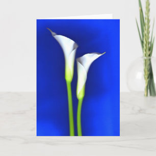 Carte de voeux de zantedeschia
