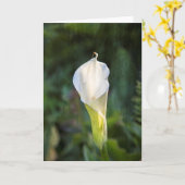 Carte de voeux de zantedeschia (Fleur jaune)