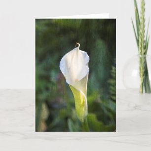 Carte de voeux de zantedeschia