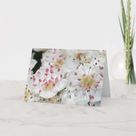 Carte de voeux des fleurs d'épines blanches (Devant)