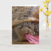 Carte de voeux d'escargot photo vide (Fleur jaune)