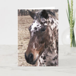 Carte de voeux d'étalons d'Appaloosa