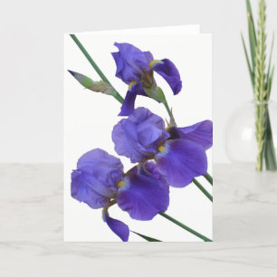Carte de voeux d'iris (blanc à l'intérieur)