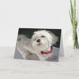 Carte de voeux Doggie