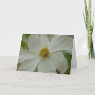 Carte de voeux Dogwood Blossom