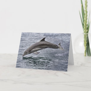 Carte de voeux Dolphin