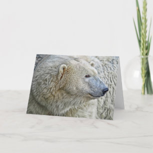 Carte de voeux d'ours blanc