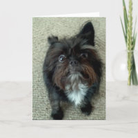 carte de voeux drôle d'anniversaire de chien