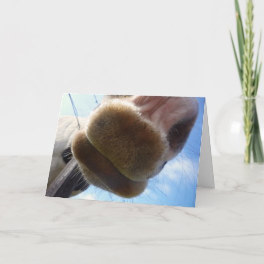 Carte de voeux drôle de cheval (Devant)