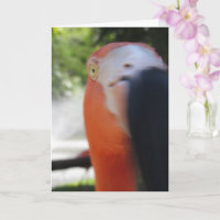 Carte de vœux drôle de flamant rose pour n'importe