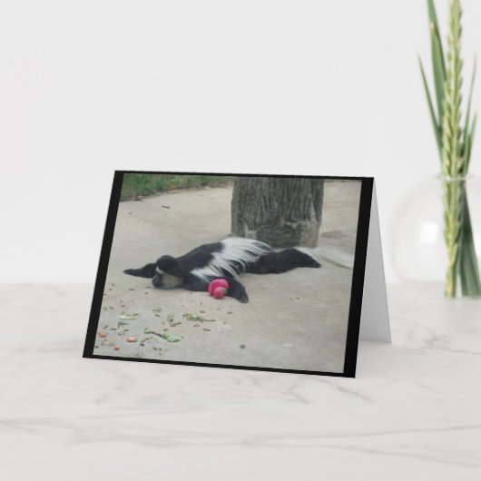 Carte de voeux drôle de singe (Devant)