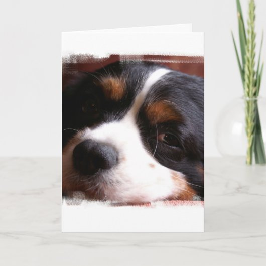Carte de voeux du Roi Charles Cavalier Spaniel (Devant)