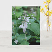 Carte de voeux d'usine de Hosta (Fleur jaune)