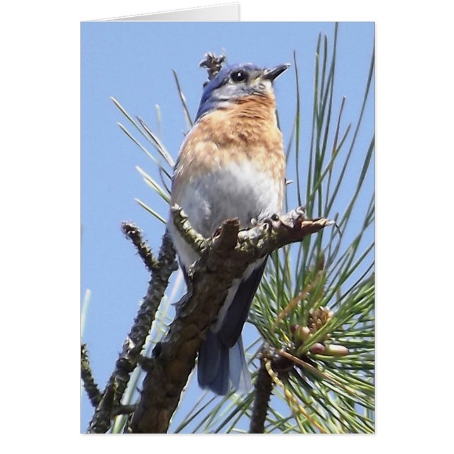 Carte de voeux Eastern Bluebird (Devant)