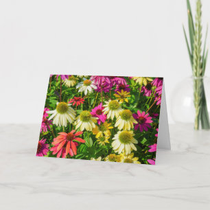 Carte de voeux - Echinacea à Portsmouth