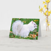 Carte de voeux - écureuil albinos (Fleur jaune)