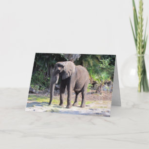 Carte de voeux éléphant