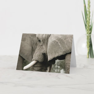 Carte de voeux éléphant