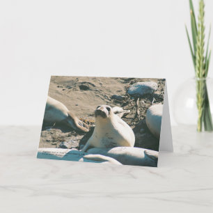 Carte de voeux Elephant Seals