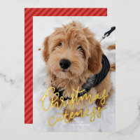 Cute Noël une photo animal mignon