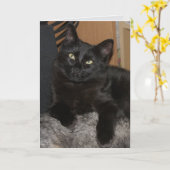 Carte de voeux en blanc de chat Ranger (Fleur jaune)