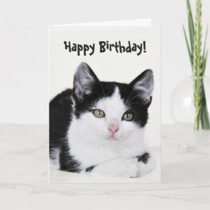 Carte de voeux en chaton blanc noir