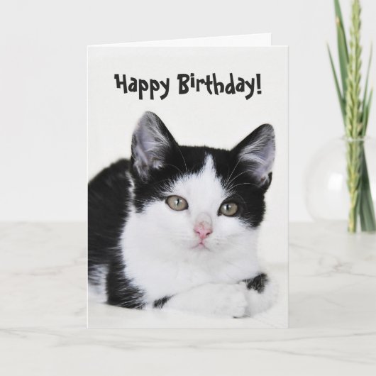 Carte de voeux en chaton blanc noir (Devant)