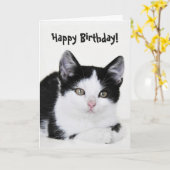 Carte de voeux en chaton blanc noir (Fleur jaune)