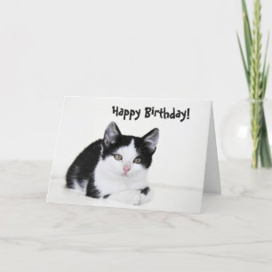 Carte de voeux en chaton blanc noir