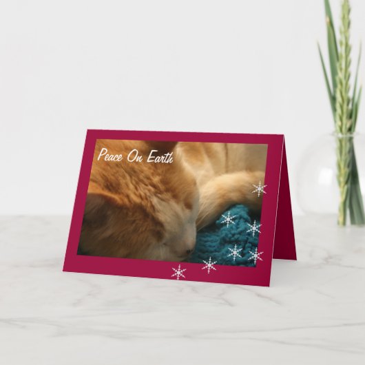 Carte de voeux : Éphésiens de Noël Nap Chat (Devant)