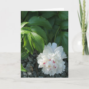 Carte de voeux et/ou de note blanc Peony Preciy