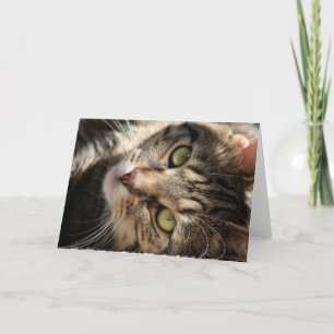 Carte de voeux - exposer au soleil le chat
