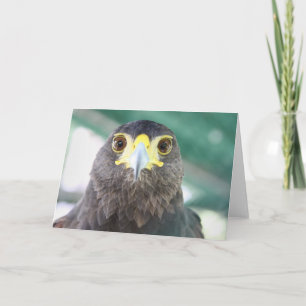 Carte de voeux Falcon
