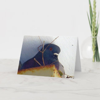 Carte de voeux femelle du pigeon 1