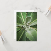 carte de voeux feuille verte (Devant/Arrière en situation)