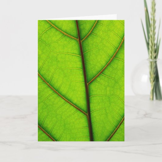 Carte de voeux Feuille verte (Devant)