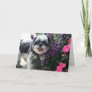 Carte de vœux fille Shih Tzu