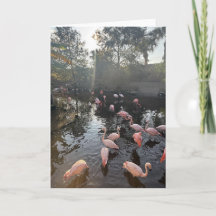 Carte de vœux Flamants roses au lever du soleil