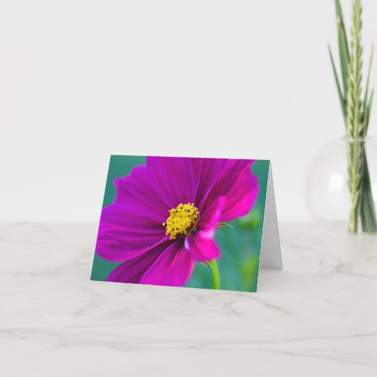 Carte de vœux fleur de Cosmos violet (Devant)