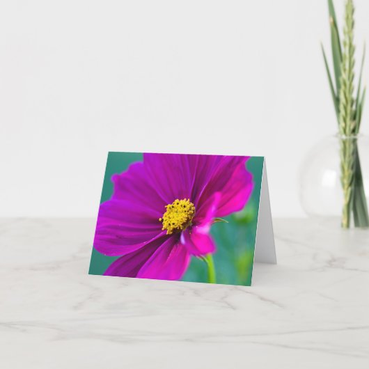 Carte de vœux fleur de Cosmos violette (Devant)