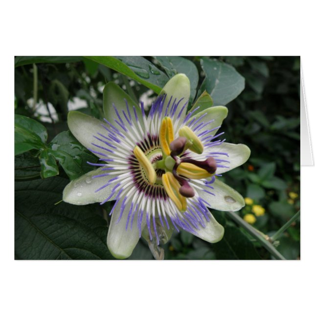 Carte de vœux Fleur de la Passion (Devant horizontal)