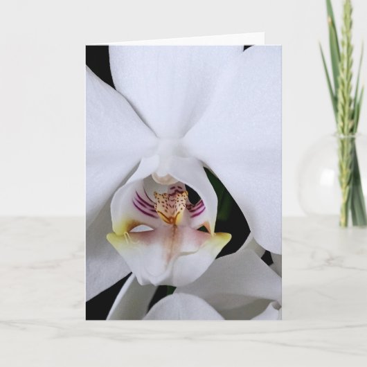 Carte de vœux fleur d'orchidée blanche (Devant)