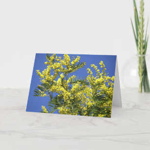 Carte de voeux : fleurs de mimosa